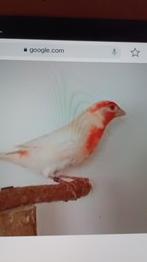 Recherche carpodaque du Mexique albinos, Animaux & Accessoires