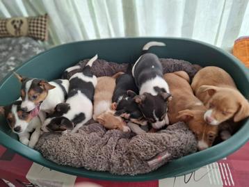 Boerefox pups  beschikbaar voor biedingen