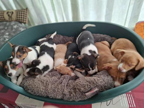 Boerefox pups