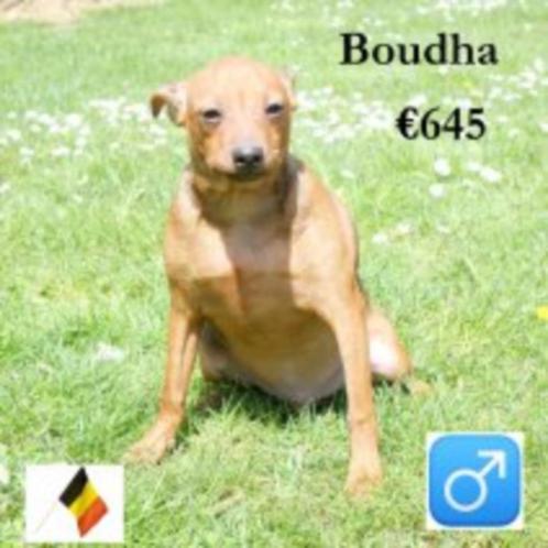 "Pims & Boudha" - Pincher reutjes te koop, Dieren en Toebehoren, Honden | Bulldogs, Pinschers en Molossers, Reu, Overige rassen