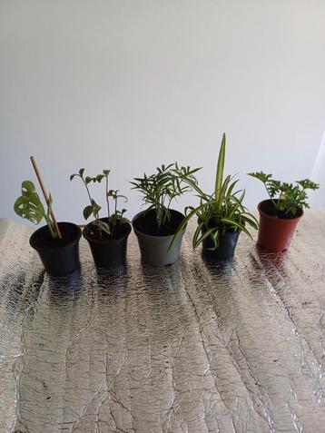 Planten te koop (set van 5) beschikbaar voor biedingen