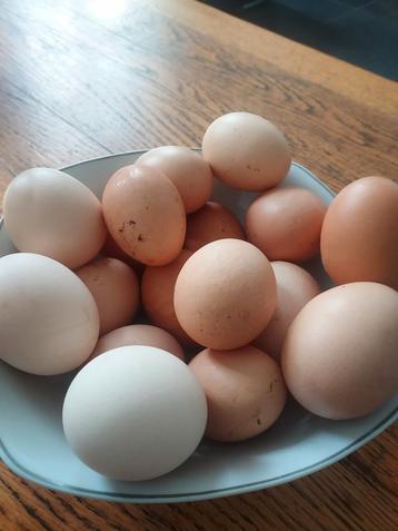 DES OEUFS  FRAIS BIO  0.45 euro la piece, Divers, Enlèvement