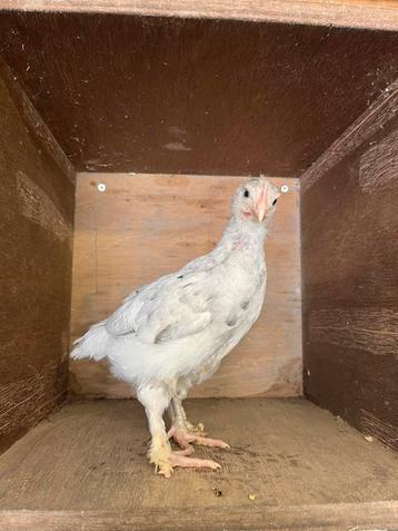 Jonge marans hanen, Dieren en Toebehoren, Pluimvee, Mannelijk, Kip