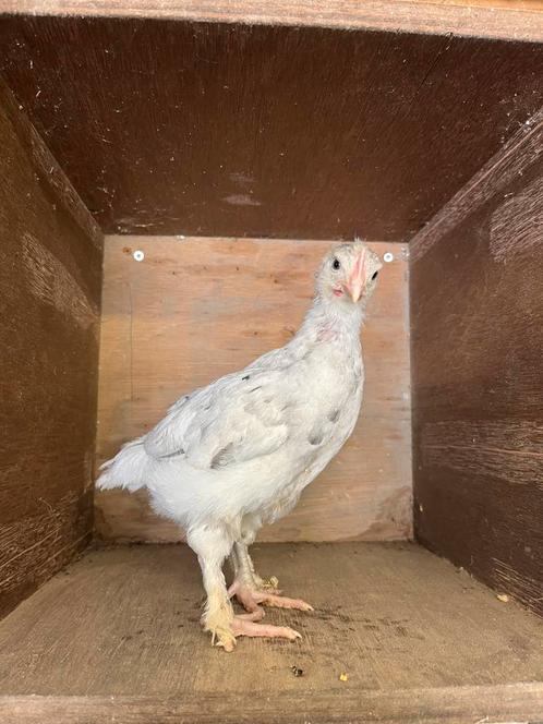 Jonge marans hanen, Dieren en Toebehoren, Pluimvee, Kip, Mannelijk