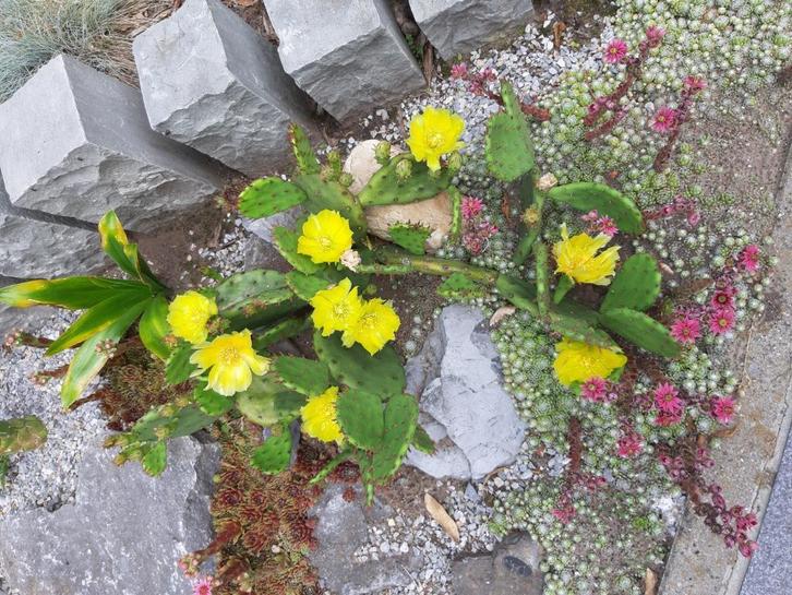 Bloeiende Winterharde Cactus Opuntia 3 soorten, Tuin en Terras, Planten | Tuinplanten, Vaste plant, Overige soorten, Volle zon