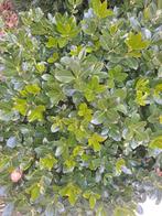 Japanse  kardinaalsmuts, Tuin en Terras, Ophalen, Struik