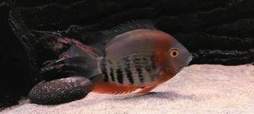 Roodkeel Severum beschikbaar voor biedingen