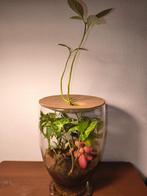 Kamerplant, Ophalen
