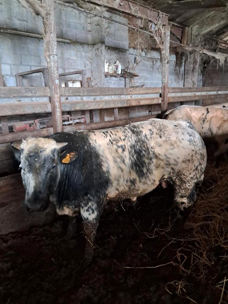 Dekstier Houston, Dieren en Toebehoren, Runderen
