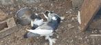Duiven  30€ jong koppel, Dieren en Toebehoren, Vogels | Duiven, Meerdere dieren, Kropper