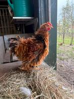 Haantjes, Dieren en Toebehoren