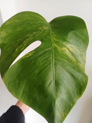 Monstera aurea  beschikbaar voor biedingen