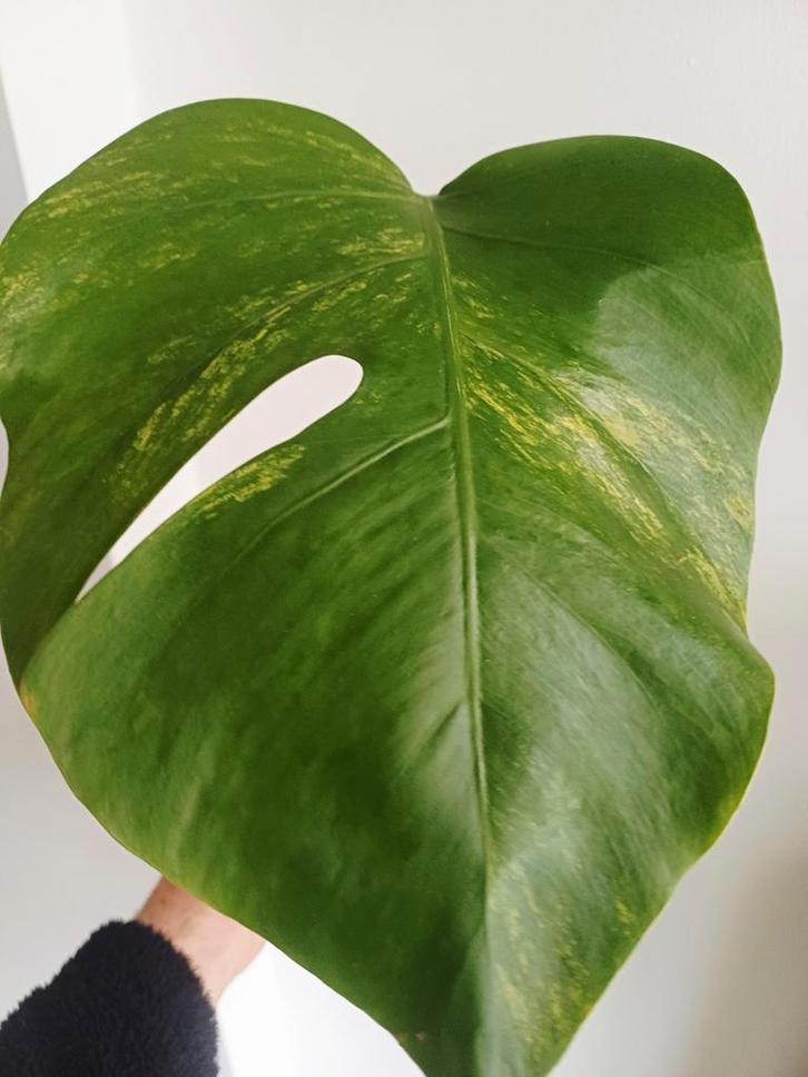 Monstera aurea, Huis en Inrichting, Kamerplanten, Ophalen of Verzenden