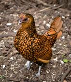 Sebright hennetje, Dieren en Toebehoren