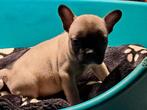 franse bulldog pups, Dieren en Toebehoren, België, Fokker | Hobbymatig, CDV (hondenziekte), 8 tot 15 weken