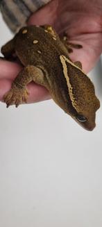 Sarasinorum gecko (gekko) man RTB, Dieren en Toebehoren, Reptielen en Amfibieën