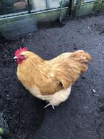 orpington haan, Dieren en Toebehoren, Kip