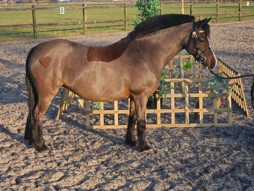 Welsh merrie kind vriendelijk, Dieren en Toebehoren, Pony's, Merrie, B, B pony (1.17m tot 1.27m), Recreatiepony, 7 tot 10 jaar