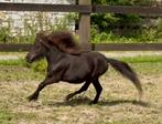 Jonge miniatuurmerrie (Shetland), Dieren en Toebehoren, Merrie, Minder dan 160 cm, 0 tot 2 jaar, Gechipt