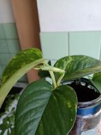 Plante verte intérieur epiprepnum scindapsus, Ombre partielle, En pot, Plante verte, Enlèvement ou Envoi
