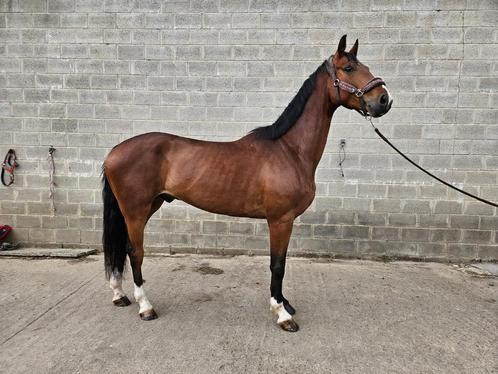 6 jarige ruin te koop, Dieren en Toebehoren, Paarden, Ruin, Niet van toepassing, 165 tot 170 cm, 3 tot 6 jaar, Recreatiepaard