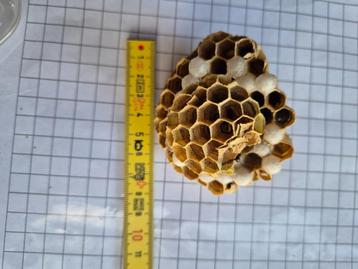 Wespennest educatief beschikbaar voor biedingen