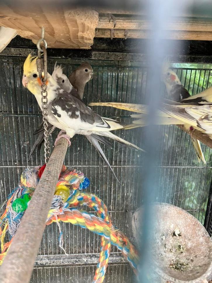 KWEEKKOPPELS VALKPARKIETEN VANAF 50 EURO/KOPPEL, Animaux & Accessoires, Oiseaux | Perruches & Perroquets, Perruche, Plusieurs animaux