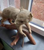 Taxidermie opgezette fret op dikke tak, Verzamelen, Dierenverzamelingen, Ophalen, Zo goed als nieuw