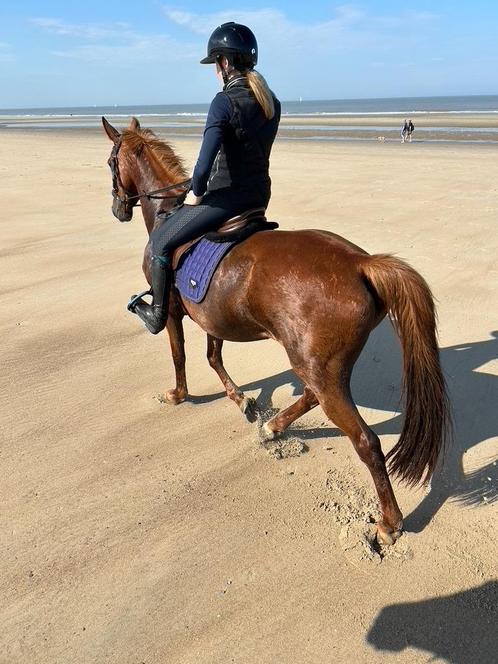 10 jarige merrie, Animaux & Accessoires, Chevaux, Jument, Débourré, 165 à 170 cm, 7 à 10 ans, Cheval de récréation, Avec pedigree