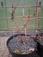 2 Druiven planten 1x wit 1x rood, Ophalen, Minder dan 100 cm, In pot, Overige soorten