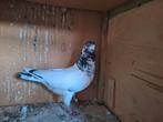 Hoogvlieger Pakistaanse Teddy, Dieren en Toebehoren, Vogels | Duiven