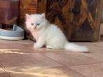 Point britse korthaar kittens ! Met stamboom!, Dieren en Toebehoren, Katten en Kittens | Raskatten | Korthaar, Meerdere dieren
