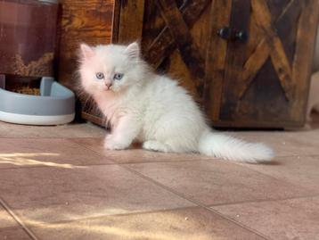 Point britse korthaar kittens ! Met stamboom! beschikbaar voor biedingen