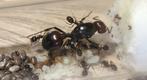 Messor barbarus + 15-20 ouvriers, Dieren en Toebehoren, Insecten en Spinnen, Mieren