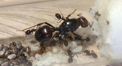 Messor barbarus + 15-20 ouvriers, Dieren en Toebehoren, Insecten en Spinnen, Mieren