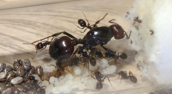 Messor barbarus + 15-30 ouvriers, Dieren en Toebehoren, Insecten en Spinnen, Mieren