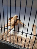 Mus, Dieren en Toebehoren, Vogels | Overige Vogels