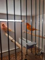 Te koop wit vleugels kanarie, Dieren en Toebehoren, Kleurkanarie