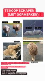TE KOOP schapen (ooi), Dieren en Toebehoren, Meerdere dieren, Schaap, 0 tot 2 jaar