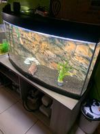 Aqarium juwel vision 260 te koop met pomp, Dieren en Toebehoren, Ophalen, Gebruikt