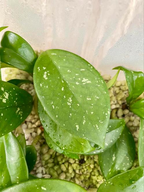 Hoya carnosa stekjes, Huis en Inrichting, Kamerplanten, Ophalen of Verzenden