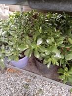 Jadeboom - Crassula Ovata, Ophalen