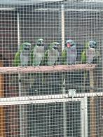 derbyan parkieten, Dieren en Toebehoren, Meerdere dieren, Parkiet, Geringd