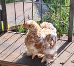 Cochin kriel porselein toompje, Dieren en Toebehoren, Pluimvee