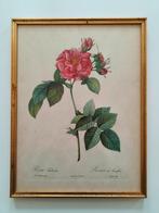 Dessin de rosier Rosa Turbinata / Rosier de Francfort, Enlèvement