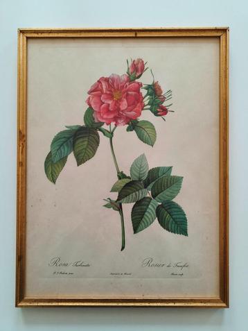 Rosa Turbinata rozenstruik-tekening/Frankfurt rozenstruik