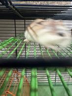Hamster, Dieren en Toebehoren, Knaagdieren, December, Geslacht onbekend, Hamster