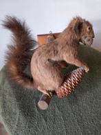 Taxidermie: eekhoorn, Ophalen