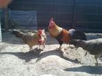 Leghorn goud en isabelpatrijs, Dieren en Toebehoren, Pluimvee