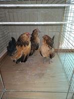 Trio Antwerpse baardkriel, Meerdere dieren, Kip